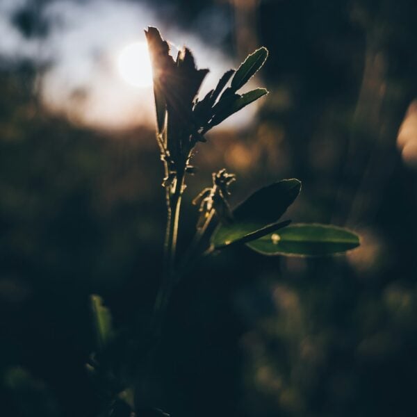 Green leafed plant during daytime