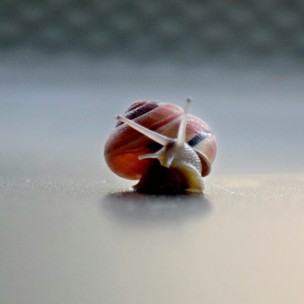 A close-up of a snail on a table