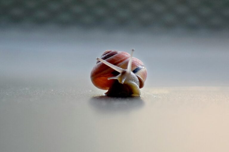 A close-up of a snail on a table